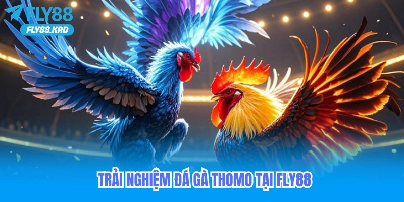 Trải nghiệm đá gà Thomo online tại Fly88